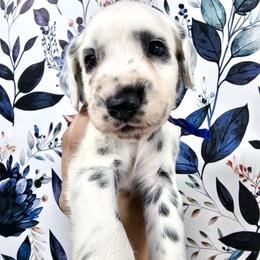 Dark Blue - White and black male Dalmatian puppy in Gray, Georgia from Fuller Spots