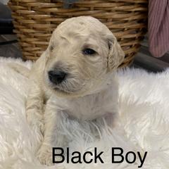 Double Doodle Puppies from Northern Valley Doodles