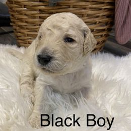 Double Doodle Puppies from Northern Valley Doodles
