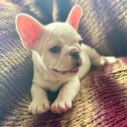 Bugs - Cream male French Bulldog puppy in Greeley, Colorado from Mandy Moon French Bulldogs