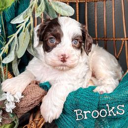 Brooks - Chocolate male Australian Labradoodle puppy in Decatur, Alabama from Southern Meadows Doodles