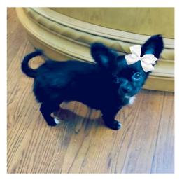 AKC Savannah - Black and white female Chihuahua puppy in Cincinnati, Ohio from Cincy Chis