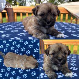 Vader - Red gold male Lhasa Apso puppy in Cincinnati, Ohio from Shangri-La Lhasa Apsos