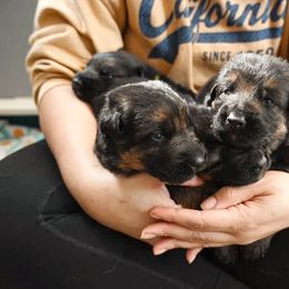 German Shepherd Puppies from Riverline Shepherds