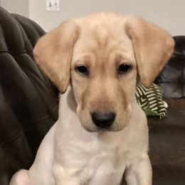 Labrador Retriever Puppies from Sycamore Kennels