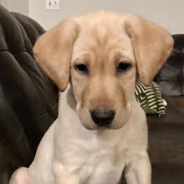 Labrador Retriever Puppies from Sycamore Kennels