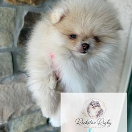 Eros - Cream sable parti male Pomeranian puppy in Morgan, Utah from Rockstar Rigby Pomeranians