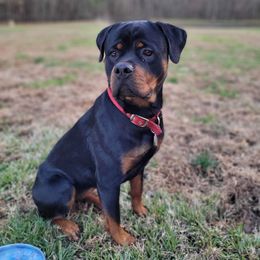Rottweiler Puppies from Lori's Rottweilers