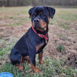 Rottweiler Puppies from Lori's Rottweilers