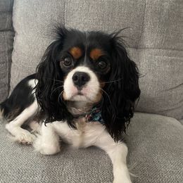 Sprinkles - Cavalier King Charles Spaniel
