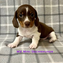 Cupcake - Piebald female Dachshund puppy in Carlsbad, Texas from MV Mini Dachshunds