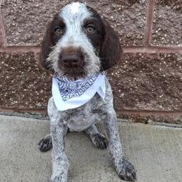 Girl 4 - Liver and white female German Wirehaired Pointer puppy in Potosi, Wisconsin from Point and Flush Gun Dogs