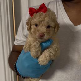 Heart - Apricot female Goldendoodle puppy in Richmond, Texas from Harper’s Heartbeats