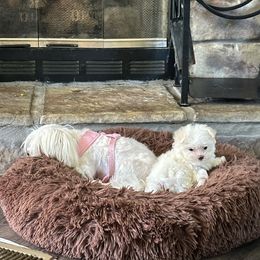 Maltese and Siberian Husky Puppies from Karst Tiny Paws Kennel