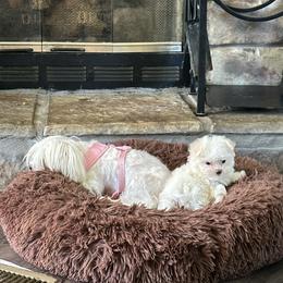 Maltese and Siberian Husky Puppies from Karst Tiny Paws Kennel