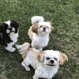 Shih Tzus from Suzie Q Shitzu’s