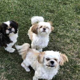 Shih Tzus from Suzie Q Shitzu’s