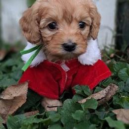 Goldendoodle and Poodle Puppies from Gorgeous Goldendoodles