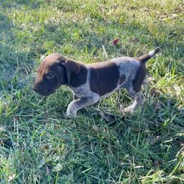 Bullseye - male German Shorthaired Pointer puppy in Oxford, Ohio from LyonHeart