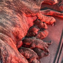 Female 3 - Tiger female Perro de Presa Canario puppy in Houston, Texas from Space City Presas