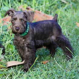 Mr. Green - Liver male Miniature Schnauzer puppy in Pensacola, Florida from Reservoir Dogs