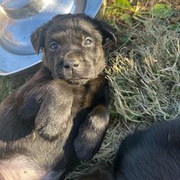 Purple - Black female Labrador Retriever puppy in Middleton, New Hampshire from Tag Hollow