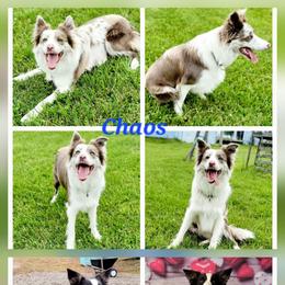 Kitty Lynxley - Red merle female Border Collie puppy in Avilla, Indiana from Borderline Kennels