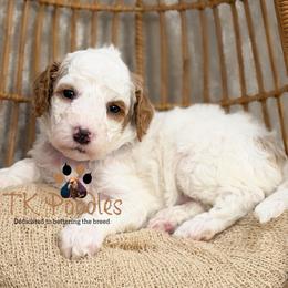 Shortcake - Parti female Poodle puppy in Belleville, New Jersey from TK Poodles