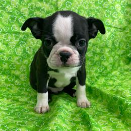 Glory - Black brindle and white female Boston Terrier puppy in Fillmore, Illinois from Wind Hill Puppies