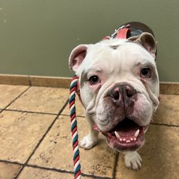 Gigan - Bulldog