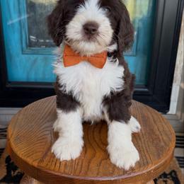 Garth - Chocolate male Labradoodle puppy in Danville, Indiana from Marley’s Doodle Ranch