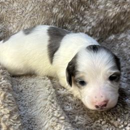 Tin Man AKC - Dapple male Dachshund puppy in Osage, Oklahoma from Vandruff Creek Mini Dachshunds
