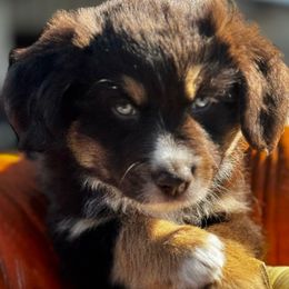 Apple - Black tri male Miniature Australian Shepherd puppy in Granbury, Texas from Jubilee Acres
