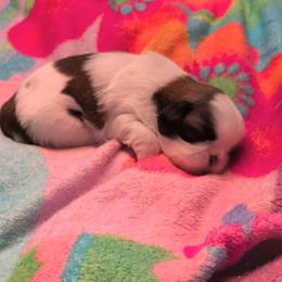 Maverick - Gold and white male Shih Tzu puppy in Pleasant Hill, Missouri from Misty Dajavue Shih-Tzu