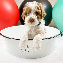 Goldendoodle Puppies from Mumzee Doodles
