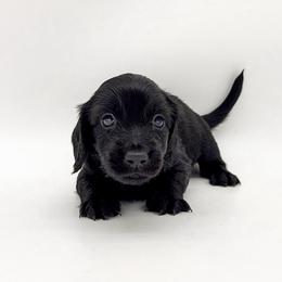 Cosmo (solid black) - Black male Dachshund puppy in Waddell, Arizona from Neu Doxies