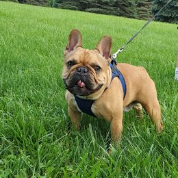 French Bulldog Puppies from Jessicah's Frenchies Howell Michigan