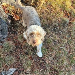 Alfredo Noel - Red merle male Aussiedoodle puppy in Cumberland, Rhode Island from W Doodle Crew