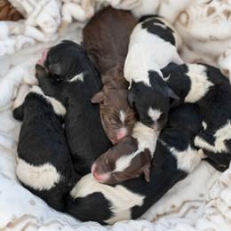 Bernedoodle puppies from KEE Bernedoodles