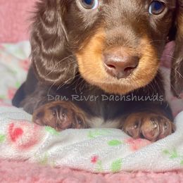 Dachshund Puppies from Dan River Dachshunds