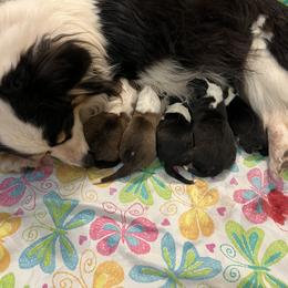Girl 2 - Black and tan female Pembroke Welsh Corgi puppy in Chino Valley, Arizona from Blecker Kennel