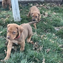 Red Boy - Wheaten brn nose male Rhodesian Ridgeback puppy in Colome, South Dakota from KB Ridgebacks and Dals, LLC
