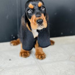 Basset Hound Puppies from Central Kentucky Basset Hounds