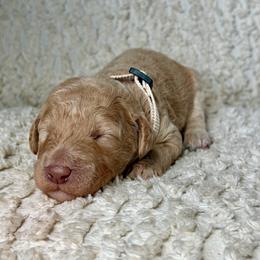 Emily - Cream female Goldendoodle puppy in Willacoochee, Georgia from Kitandkboodle's Doodles
