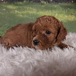 Taffy F1b - Red female Cavapoo puppy in Centerton, Arkansas from Velvet Paws Cavapoos