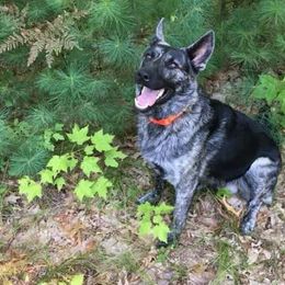 German Shepherds from Mcintire German Shepherds