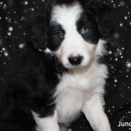 Border Collie Puppies from Lil Maine Border Collies