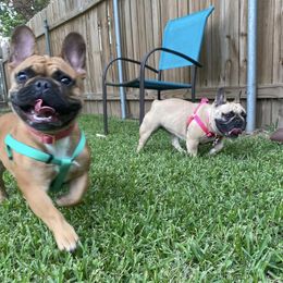 French Bulldogs from French Kiss Frenchies