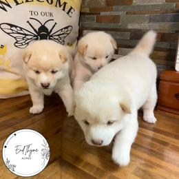 Shiba Inu Puppies from EndThyme Acres