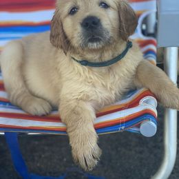 Golden Retriever Puppies from Homeward Bound Goldens